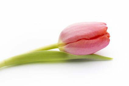 Nasze życzenia z okazji Dnia Kobiet ….